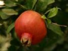 Pomegranate Extract;Pomegranate P.E.Ellagic Acid40%---90% 